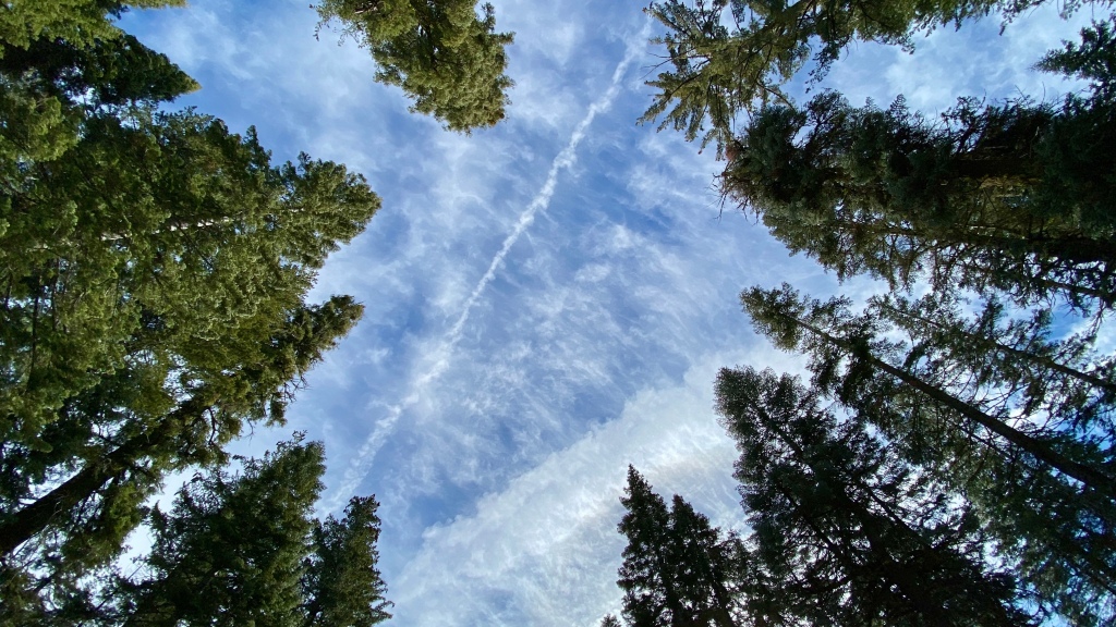 Looking up at the sky through tall trees at Yosemite National Park