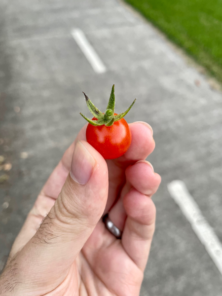 2021 Nyrang Park Cherry Tomato